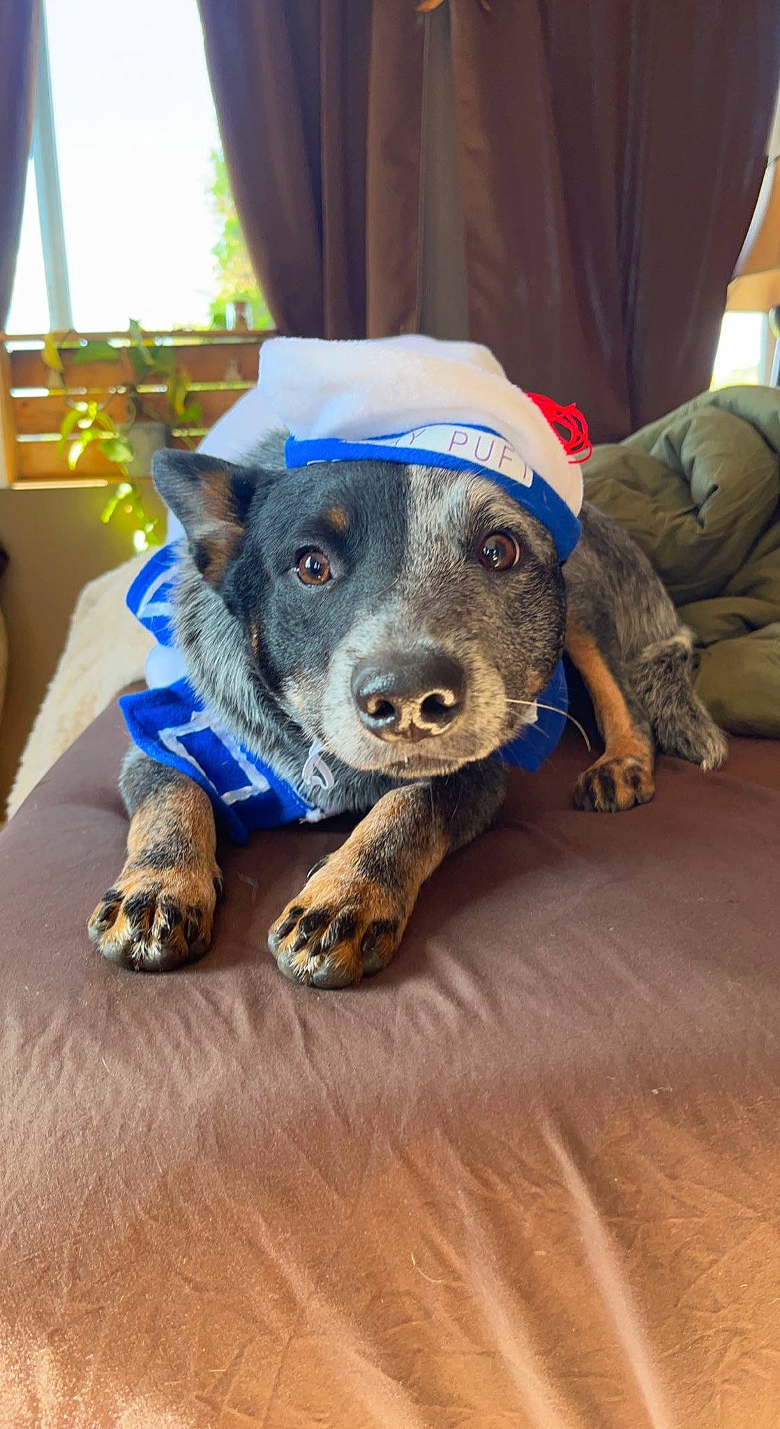 Boone joined the competition — help win amazing prizes! canidae, carnivore, chair, collar, companion_dog, dog, dog_breed, electric_blue, fawn, floor, flooring, foot, fur, hardwood, snout, sporting_group, whiskers, window, wood, working_animal