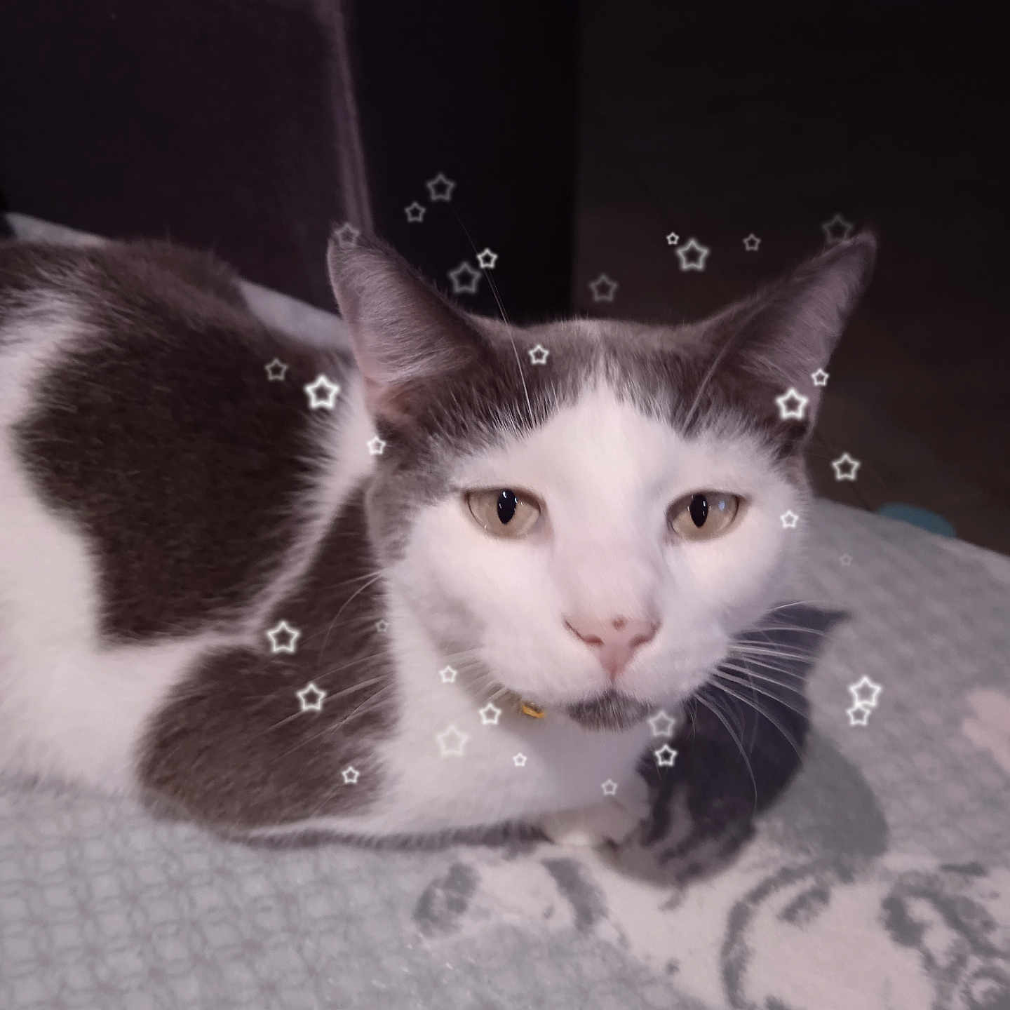 Olaf a rejoint le concours — aidez-le/la à gagner de superbes lots ! abyssinian, accessories, angora, animal, blanket, bodypart, cat, chair, couch, cushion, droplet, furniture, homedecor, kitten, manx, mouth, person, pet, siamese, snout