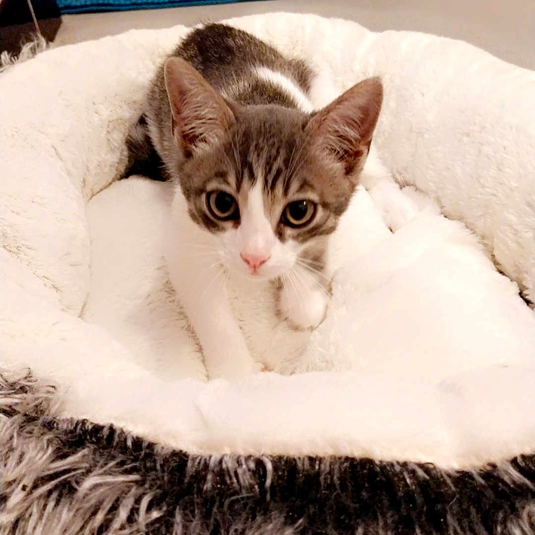 Nougat participe au concours pour gagner de l'argent avec cette photo : abyssinian, animal, bed, bedroom, blanket, canine, cat, couch, cushion, dog, furniture, homedecor, indoors, kitten, manx, person, pet, quilt, room, siamese