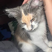 Churro joined the competition — help win amazing prizes! cat, kitten, calico, pet, hand, fur, whiskers, ears, sleepy, animal, cute, domestic, feline, soft, closeup, indoor, person, touch, resting, young