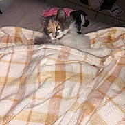 Churro joined the competition — help win amazing prizes! animal, blanket, cat, comfort, cozy, curious, cute, domestic, feline, fur, home, indoor, peeking, pet, plaid, relaxed, resting, soft_texture, tile_floor, warm