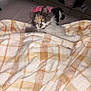 animal, blanket, cat, comfort, cozy, curious, cute, domestic, feline, fur, home, indoor, peeking, pet, plaid, relaxed, resting, soft_texture, tile_floor, warm