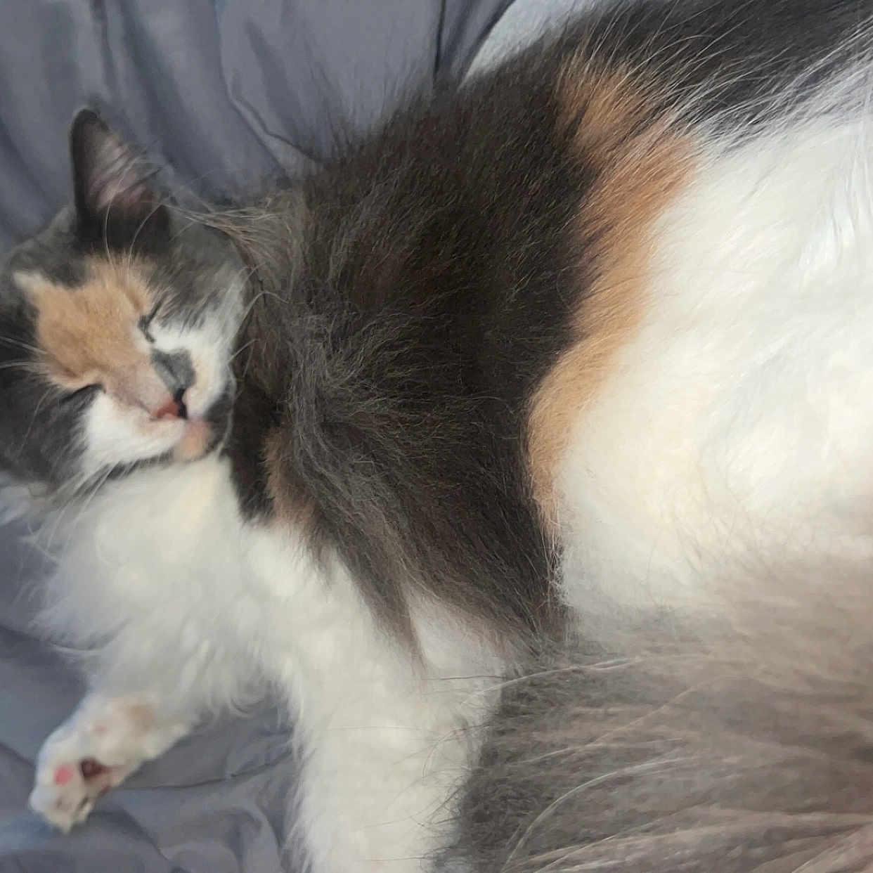 Churro is registered to the contest to win money with this photo: animal, blanket, calico, cat, closeup, cozy, cute, domestic, feline, fluffy, fur, indoor, mammal, paw, pet, relaxed, resting, sleeping, soft, whiskers