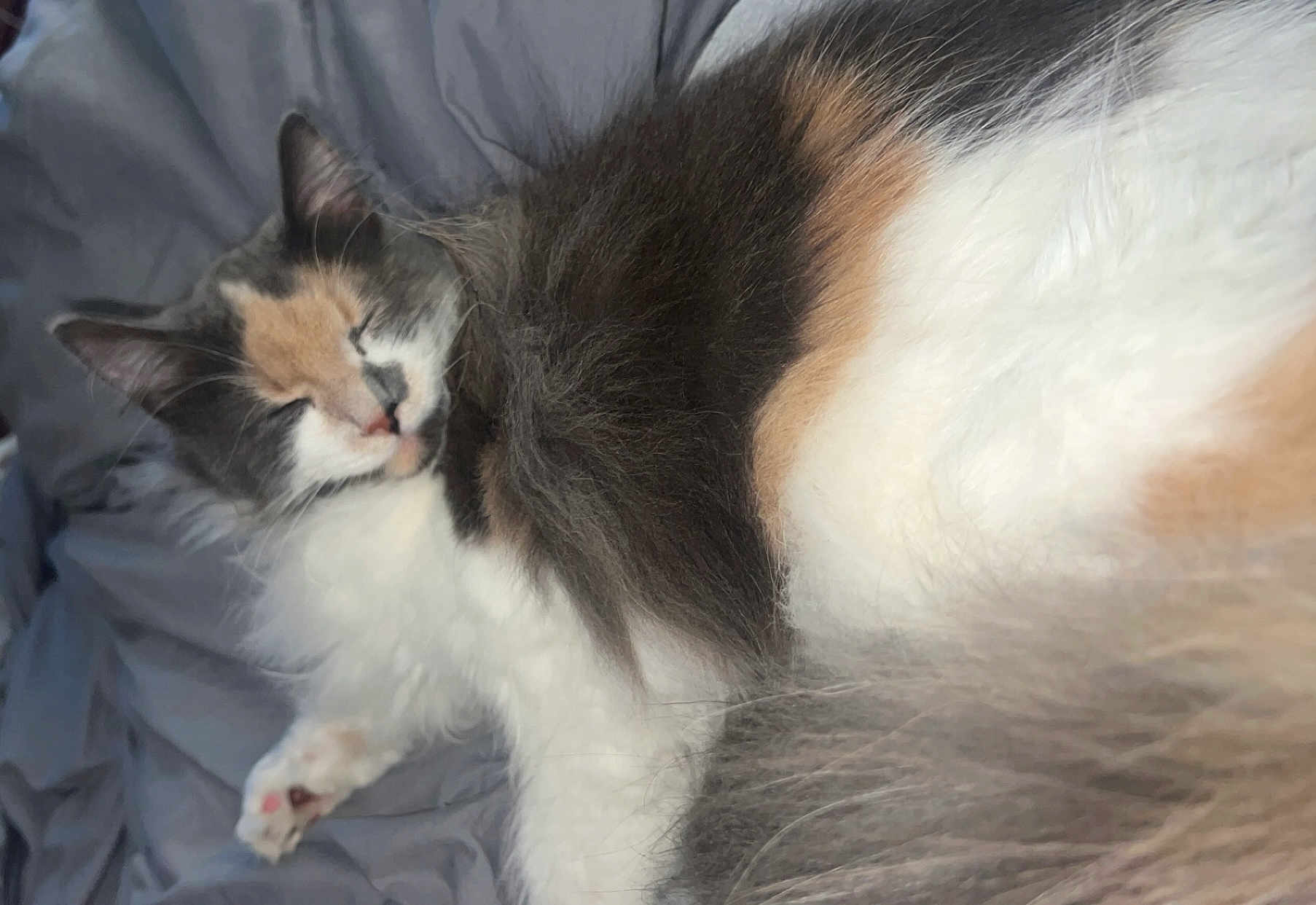 Churro is registered to the contest to win money with this photo: cat, calico, sleeping, fluffy, fur, pet, animal, indoor, resting, cozy, blanket, paw, cute, relaxed, whiskers, feline, soft, mammal, closeup, domestic