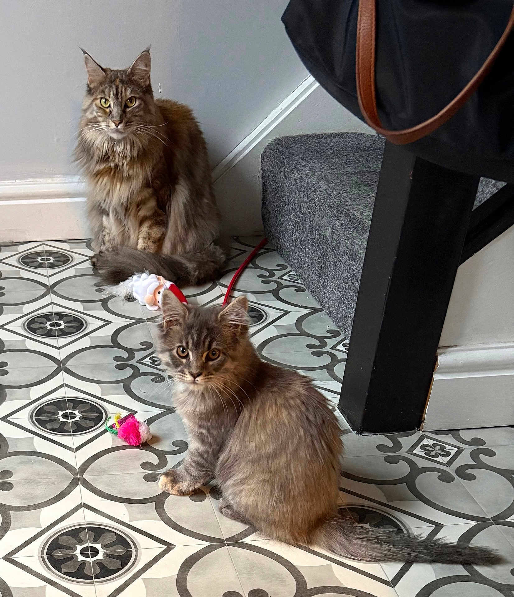 Rowan And Ruby is registered to the contest to win money with this photo: cat, kitten, indoor, floor, tile, patterned_floor, stairs, carpet, toy, fluffy, pet, animal, feline, curious, sitting, looking, domestic, gray, brown, fur