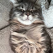 Rowan And Ruby joined the competition — help win amazing prizes! cat, sleeping, fluffy, gray, tabby, whiskers, fur, cozy, blanket, soft, pet, relaxed, closeup, animal, cute, resting, indoors, comfort, peaceful, nap