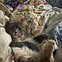 Rowan And Ruby is registered to the contest to win money with this photo: cat, fluffy, quilt, bed, floral_pattern, resting, indoor, pet, fur, whiskers, curious, relaxed, cozy, comfort, animal, cute, sleepy, home, feline, soft