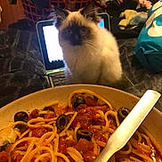 Dolly joined the competition — help win amazing prizes! cuisine, dish, food, lunch, meal, spaghetti