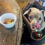 Jj is registered to the contest to win money with this photo: animal, bag, bowl, canine, chair, cheese, closeup, companion, cute, dog, domestic_animal, floor, food, indoor, looking_up, meat, pet, small_dog, tongue_out, wooden_table