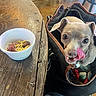 dog, small_dog, tongue_out, bag, wooden_table, bowl, food, cheese, meat, indoor, floor, chair, pet, cute, animal, looking_up, closeup, canine, companion, domestic_animal