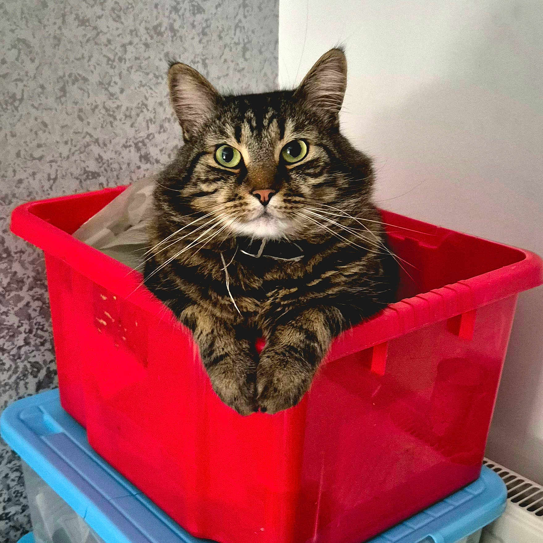 Rocky is registered to the contest to win money with this photo: animal, bin, blue, cat, comfortable, curious, ears, feline, fur, household, indoor, paws, pet, plastic_container, red, relaxed, stacked, storage, tabby, whiskers