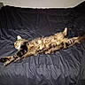 Rocky is registered to the contest to win money with this photo: animal, bed, black_bedspread, cat, cozy, cute, domestic_animal, feline, fur, indoor, mammal, paws, pet, relaxed, resting, sleep, sleeping, stretching, tabby, whiskers
