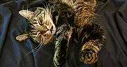 Rocky is registered to the contest to win money with this photo: animal, blanket, cat, comfort, cozy, cute, domestic_cat, feline, fur, indoor, lying_down, mammal, paws, pet, relaxed, resting, sleeping, soft, tabby_cat, whiskers