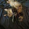 animal, blanket, cat, comfort, cozy, cute, domestic_cat, feline, fur, indoor, lying_down, mammal, paws, pet, relaxed, resting, sleeping, soft, tabby_cat, whiskers