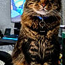 animal, cat, chair, collar, computer, cute, domestic_animal, feline, focused, fur, green_eyes, indoor, keyboard, monitor, pet, portrait, sitting, tabby, tag, technology