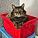 Rocky