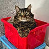animal, bin, blue_container, cat, closeup, cozy, curious, domestic, fur, green_eyes, household, indoor, paws, pet, red_bin, relaxed, resting, stacked_containers, tabby, whiskers