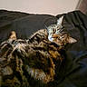 animal, bed, blanket, cat, cozy, cute, domestic_animal, ears, feline, fur, indoors, nap, peaceful, pet, relaxing, resting, sleeping, soft, tabby, whiskers