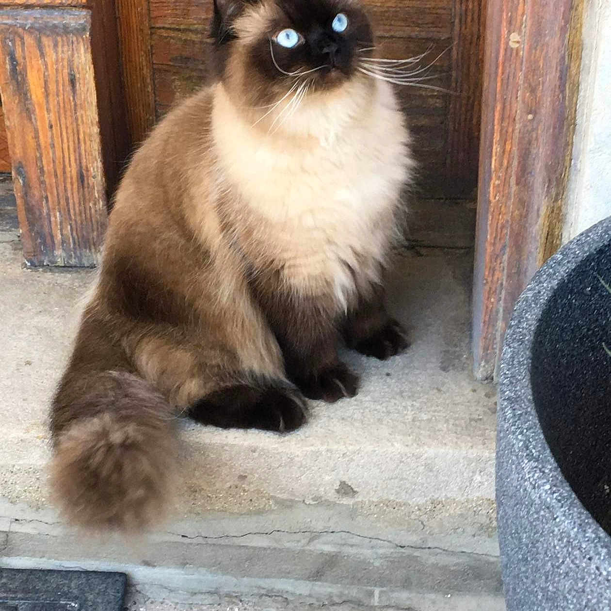 Levko joined the competition — help win amazing prizes! animal, blue_eyes, cat, concrete, curious, domestic_cat, door, ears, feline, fluffy, fur, house, outdoor, paws, pet, porch, sitting, tail, whiskers, wooden_door