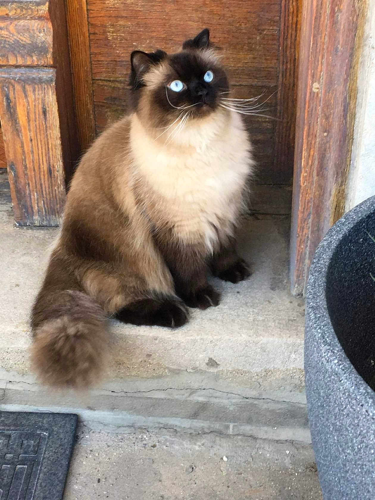 Levko joined the competition — help win amazing prizes! animal, blue_eyes, cat, concrete, curious, domestic_cat, door, ears, feline, fluffy, fur, house, outdoor, paws, pet, porch, sitting, tail, whiskers, wooden_door