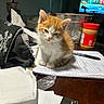 kitten, cat, orange_and_white, pet, animal, sitting, cute, fluffy, whiskers, ears, eyes, indoor, table, home, notebook, paper, homework, pen, peanut_butter, television