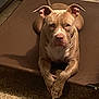 Zion joined the competition — help win amazing prizes! animal, boxer, bulldog, canine, dog, dogbed, frenchbulldog, furniture, hardwood, hound, mat, person, pet, pitbull, pointer, puppy, sleeping, snout, stainedwood, wood