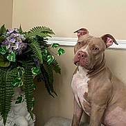 Zion joined the competition — help win amazing prizes! animal, bulldog, canine, dog, flower, flowerarrangement, herbal, herbs, jar, leaf, pet, pitbull, plant, planter, pottedplant, pottery, puppy, snout, text, vase