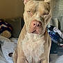 Zion is registered to the contest to win money with this photo: advertisement, animal, book, bostonbull, boxer, bulldog, canine, clothing, dog, footwear, frenchbulldog, indoors, interiordesign, pet, pitbull, puppy, shoe, sneaker, snout, text