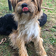 Raven a rejoint le concours — aidez-le/la à gagner de superbes lots ! dog, tongue_out, scruffy, fluffy, grass, outdoor, pet, animal, canine, sitting, cute, nature, playful, fur, resting, black_dog, tongue, close_up, yard, companion
