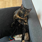 Happy a rejoint le concours — aidez-le/la à gagner de superbes lots ! cat, tortoiseshell, pet, indoor, couch, grey_couch, wooden_floor, toy, blanket, fur, wide_eyes, relaxed, animal, cute, feline, domestic_cat, home, curious, resting, playful