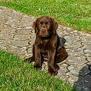 Ahsoka a rejoint le concours — aidez-le/la à gagner de superbes lots ! puppy, dog, chocolate_brown, grass, stone_path, outdoor, sunlight, pet, animal, young_dog, nature, greenery, wooden_fence, calm, sitting, daylight, front_view, cute, fur, ears
