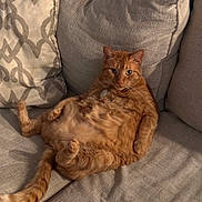 Nemo joined the competition — help win amazing prizes! cat, ginger_cat, pet, feline, couch, sofa, indoor, relaxed, fluffy, tabby, cute, animal, mammal, fur, whiskers, paws, tail, home, cozy, resting