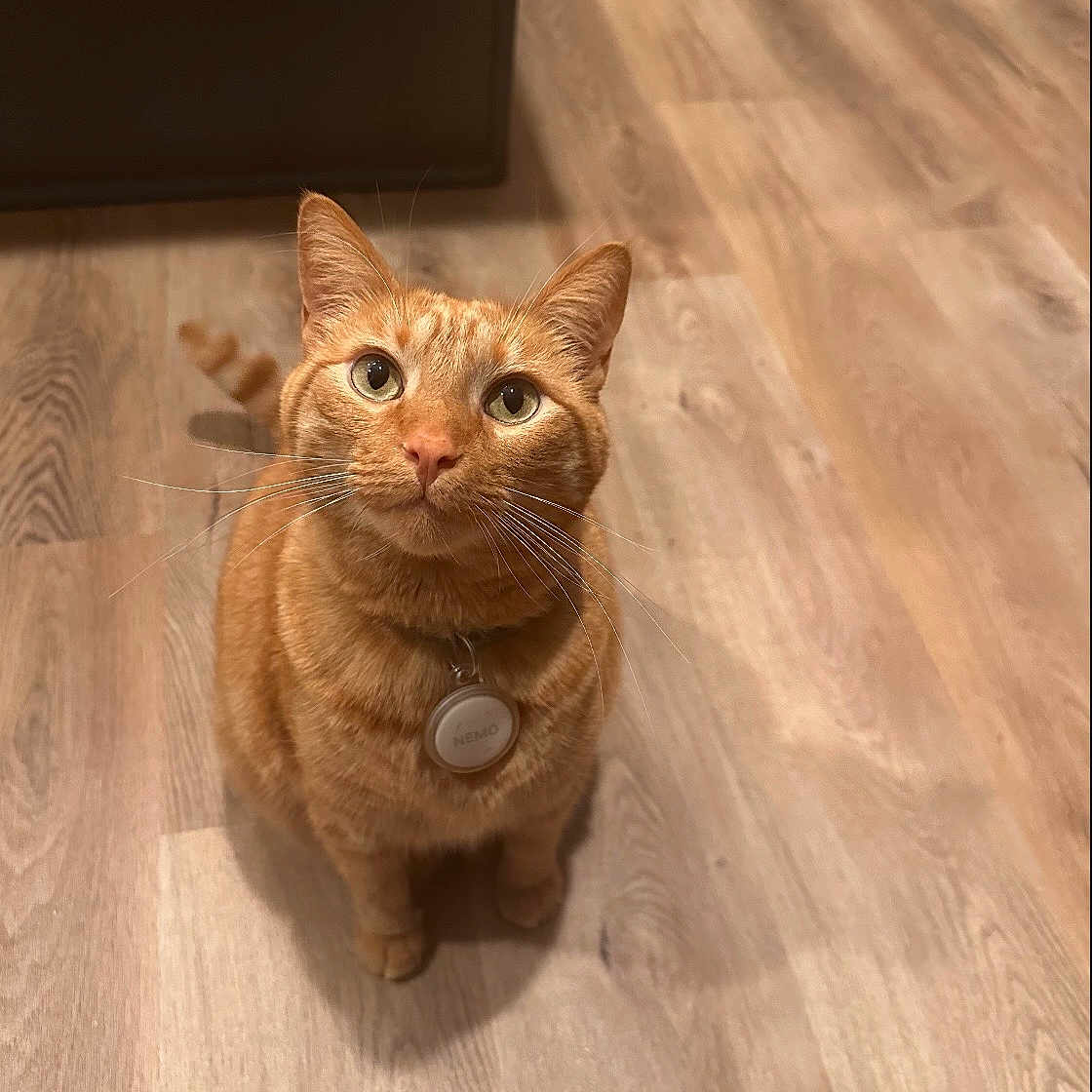 Nemo