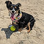 dog, beach, sand, ball, happy, tongue_out, sunny, playful, harness, black_fur, brown_fur, white_paws, outdoor, pet, canine, summer, animal, cute, sitting, daytime