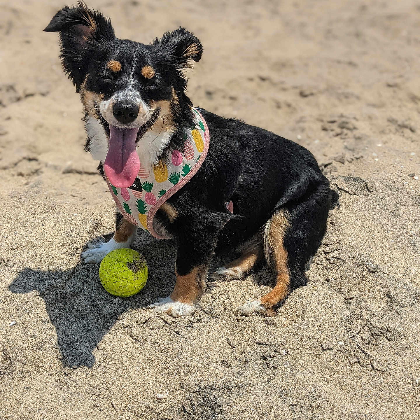 Coco is registered to the contest to win money with this photo: animal, ball, beach, black_fur, brown_fur, canine, cute, daytime, dog, happy, harness, outdoor, pet, playful, sand, sitting, summer, sunny, tongue_out, white_paws