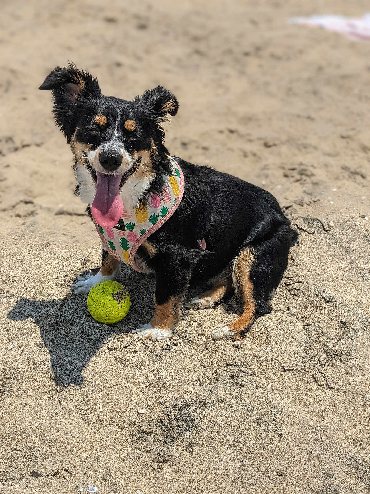 Coco is registered to the contest to win money with this photo: dog, beach, sand, ball, happy, tongue_out, sunny, playful, harness, black_fur, brown_fur, white_paws, outdoor, pet, canine, summer, animal, cute, sitting, daytime