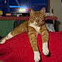 Ron joined the competition — help win amazing prizes! cat, ginger_cat, white_paws, stretching, red_quilt, indoor, pet, feline, relaxed, cozy, living_room, television, blurred_background, whiskers, ears, fur, animal, resting, cute, mammal