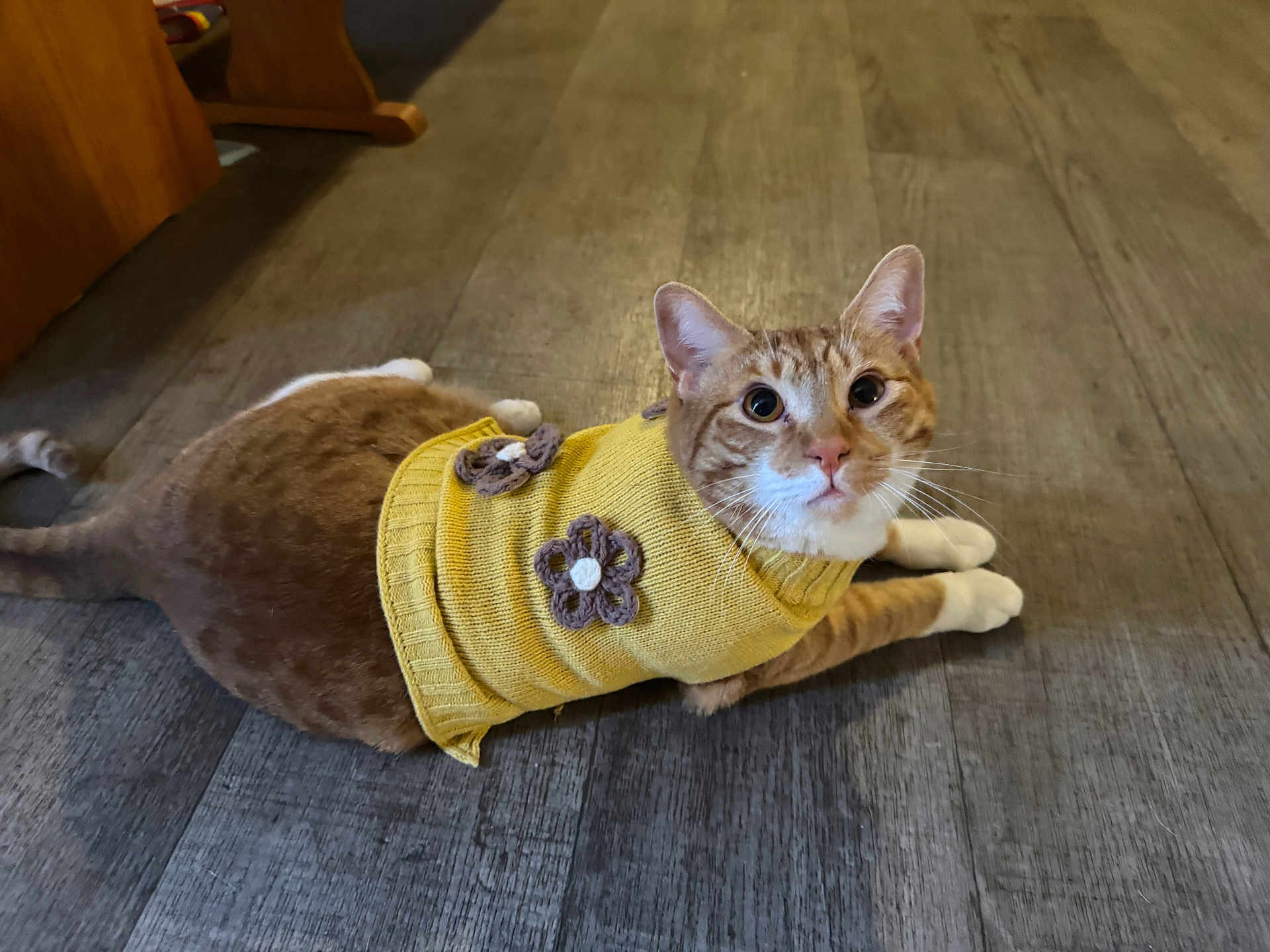 Ron joined the competition — help win amazing prizes! cat, orange_tabby, sweater, yellow_sweater, knitted_flowers, indoor, wooden_floor, pet, cute, curious, lying_down, animal, feline, whiskers, ears, paws, domestic_cat, close_up, cozy, looking_at_camera