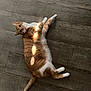 cat, ginger_cat, white_fur, floor, wooden_floor, sunlight, spots, indoor, pet, animal, lying_down, relaxed, curious, fur, tail, whiskers, ears, eyes, domestic_cat, cozy