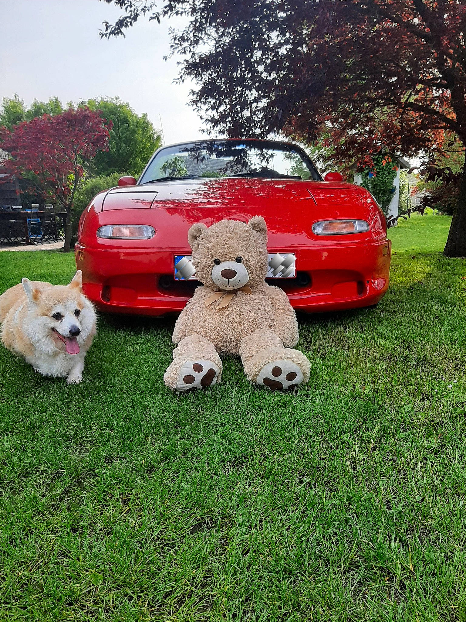 Mambo participe au concours pour gagner de l'argent avec cette photo : automotive_design, automotive_exterior, automotive_lighting, car, companion_dog, dog, grass, green, mammal, mid_size_car, motor_vehicle, plant, red, sky, toy, toy_dog, tree, vehicle, vehicle_door, vertebrate