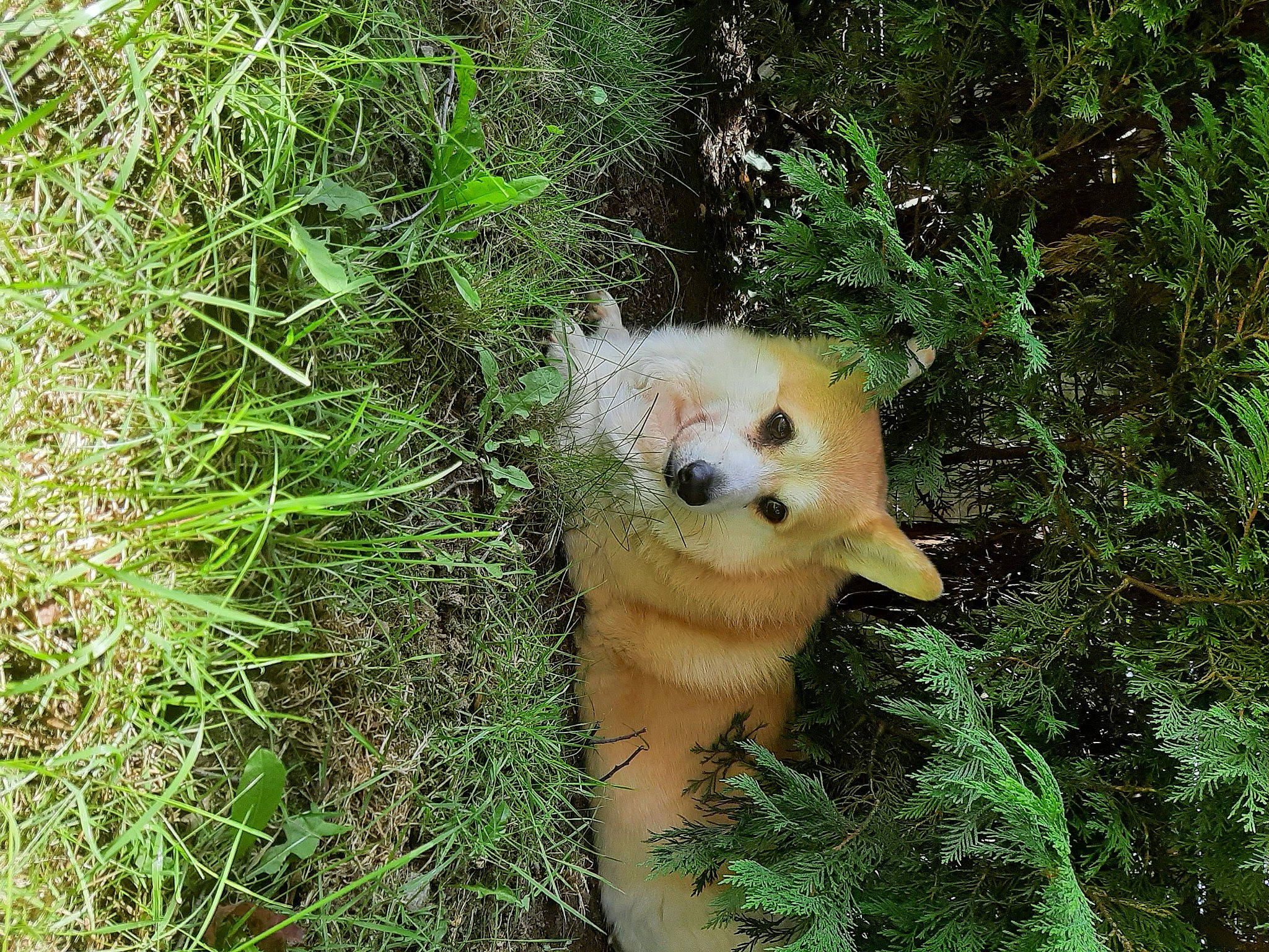 Mambo participe au concours pour gagner de l'argent avec cette photo : carnivore, companion_dog, dog, dog_breed, fawn, forest, fur, german_spitz, grass, grass_family, groundcover, jungle, plant, plant_community, spitz, sporting_group, terrestrial_animal, terrestrial_plant, tree, whiskers