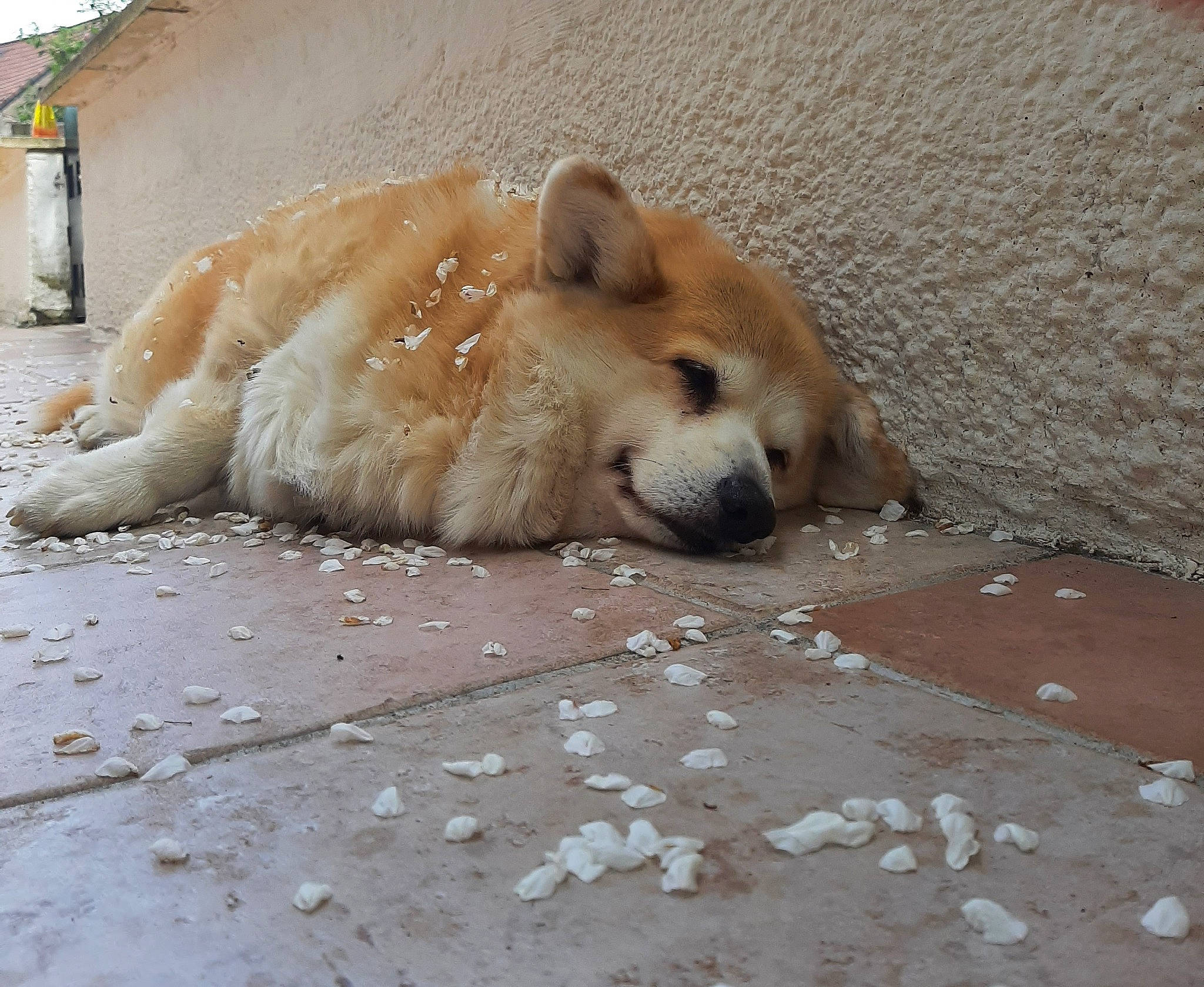 Mambo a rejoint le concours — aidez-le/la à gagner de superbes lots ! ancient_dog_breeds, canidae, carnivore, claw, companion_dog, dog, dog_breed, fawn, flooring, fur, giant_dog_breed, non_sporting_group, paw, snout, sporting_group, tail, terrestrial_animal, whiskers, wildlife, working_animal