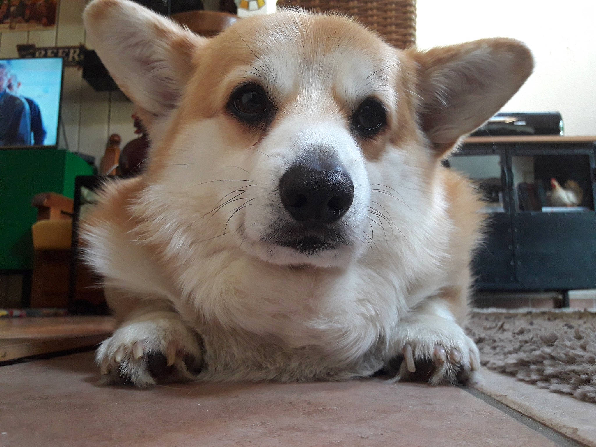 Mambo a rejoint le concours — aidez-le/la à gagner de superbes lots ! ancient_dog_breeds, canidae, carnivore, collar, companion_dog, dog, dog_breed, fawn, fur, non_sporting_group, paw, plant, puppy, snout, sporting_group, tail, terrestrial_animal, whiskers, working_animal, working_dog