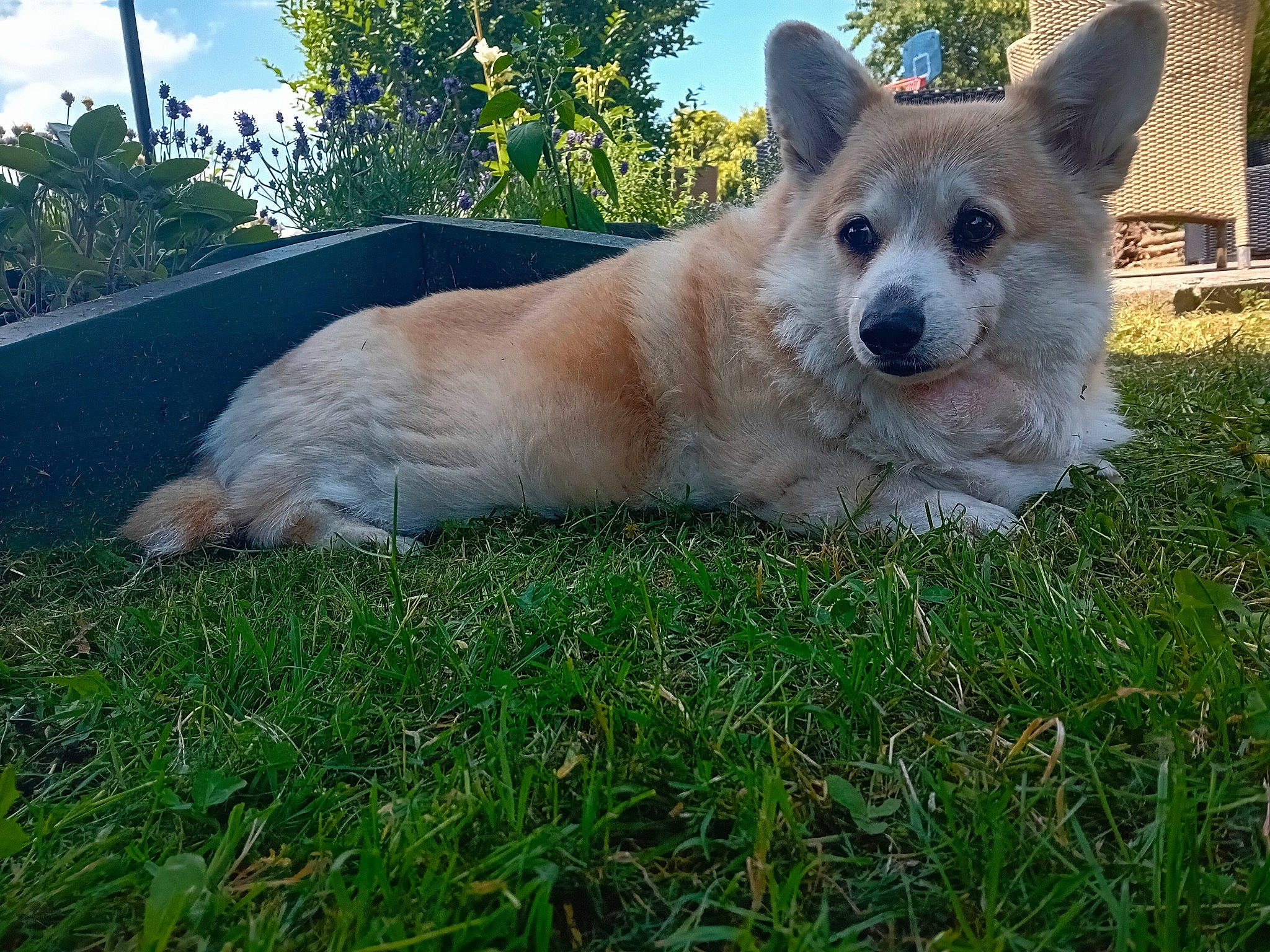 Mambo participe au concours pour gagner de l'argent avec cette photo : ancient_dog_breeds, canidae, carnivore, cloud, companion_dog, dingo, dog, dog_breed, grass, herding_dog, plant, sky, snout, spitz, sporting_group, tail, terrestrial_animal, tree, working_animal, working_dog