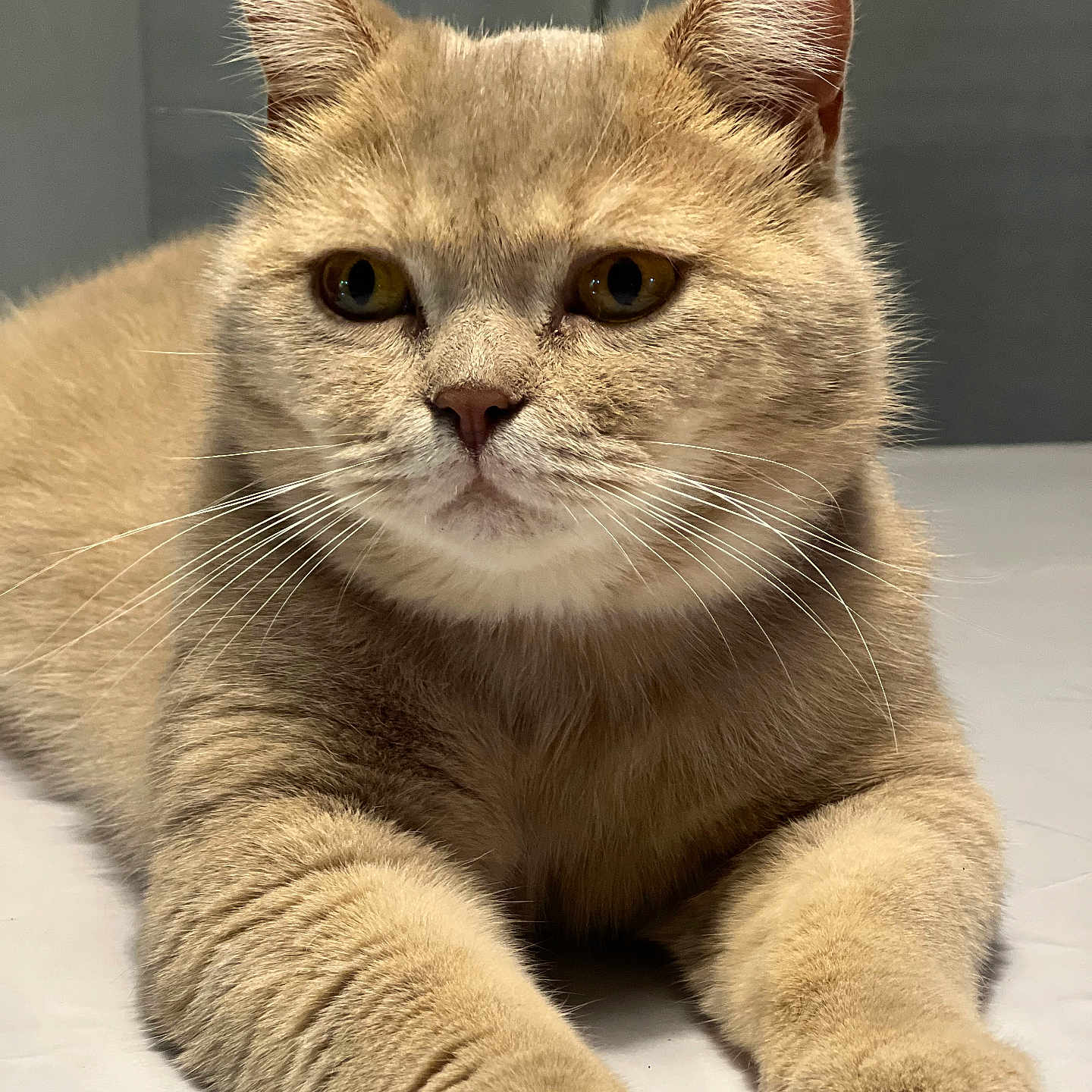 Simba a rejoint le concours — aidez-le/la à gagner de superbes lots ! abyssinian, angora, animal, cat, kitten, manx, pet, siamese