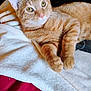 animal, bed, cat, close_up, cozy, cute, ears, feline, fur, indoor, orange_tabby, paws, pet, relaxed, resting, soft_texture, striped, towel, whiskers, yellow_eyes