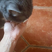 Grisette a rejoint le concours — aidez-le/la à gagner de superbes lots ! carnivoran, cat, cat_like_mammal, domestic_short_haired_cat, kitten, small_to_medium_sized_cats, snout, whiskers