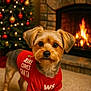 dog, small_dog, red_shirt, christmas_tree, fireplace, carpet, indoor, holiday, festive, pet, cute, decorations, warm, cozy, animal, christmas, lights, home, portrait, seasonal