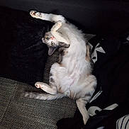 Uno participe au concours pour gagner de l'argent avec cette photo : cat, pet, feline, lying_down, playful, curious, cozy, blanket, cushion, indoor, fur, whiskers, tail, paws, relaxed, resting, animal, cute, home, domestic