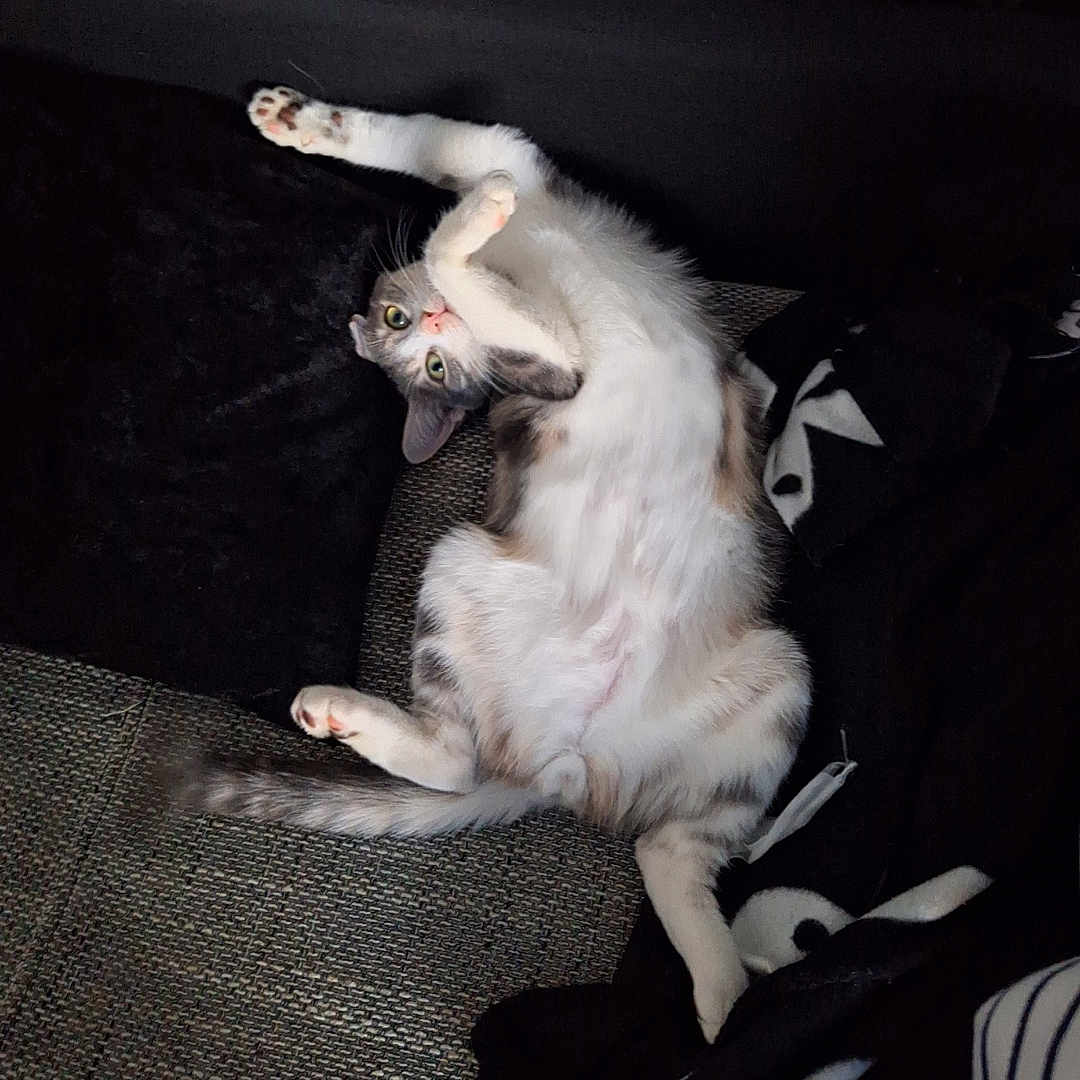 Uno participe au concours pour gagner de l'argent avec cette photo : cat, pet, feline, lying_down, playful, curious, cozy, blanket, cushion, indoor, fur, whiskers, tail, paws, relaxed, resting, animal, cute, home, domestic